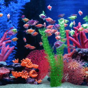 358-aquarium-4k.png